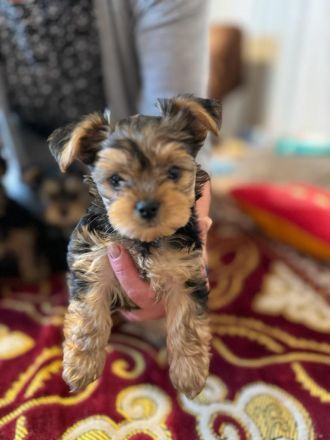 Reinrassige Yorkshire Welpen suchen liebevolles Zuhause