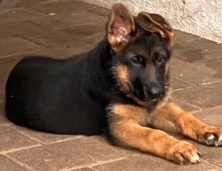 Schäferhund Welpen