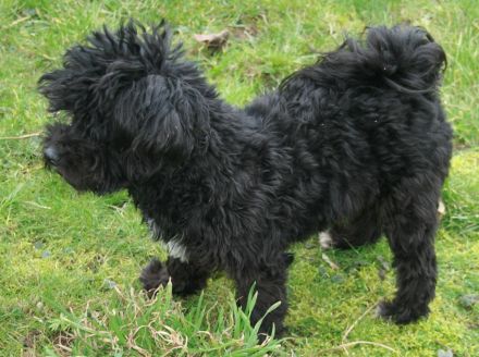 Bolonka Zwetna - Junghunde