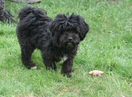 Bolonka Zwetna - Junghunde