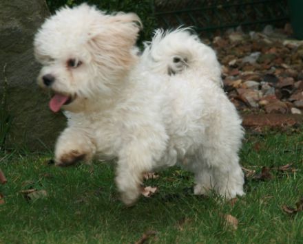 Bolonka Zwetna - Junghunde