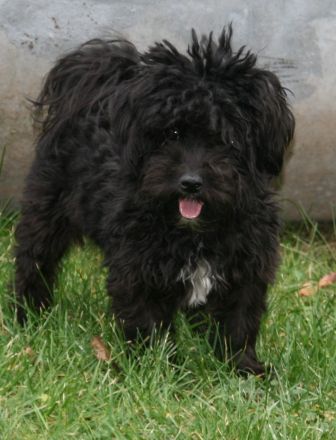 Bolonka Zwetna - Junghunde