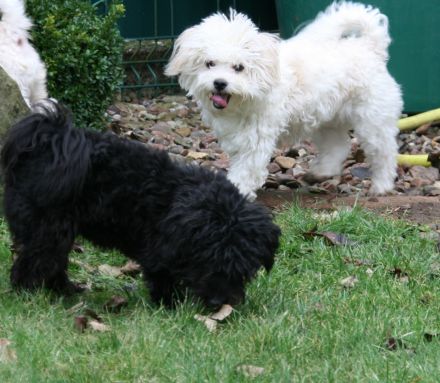 Bolonka Zwetna - Junghunde