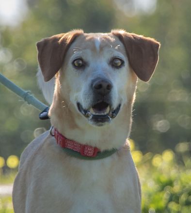 Lord - ein toller Kumpel