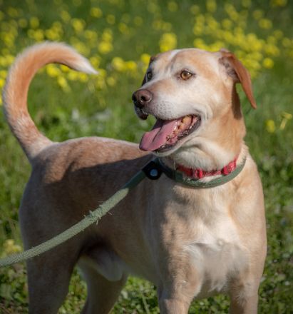 Lord - ein toller Kumpel