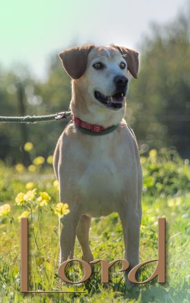 Lord - ein toller Kumpel