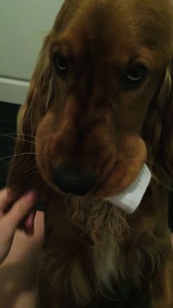 Cocker Emil sucht ein liebevolles Zuhause