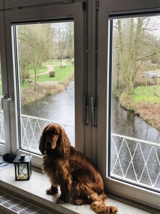 Cocker Emil sucht ein liebevolles Zuhause