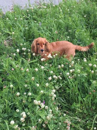 Cocker Emil sucht ein liebevolles Zuhause