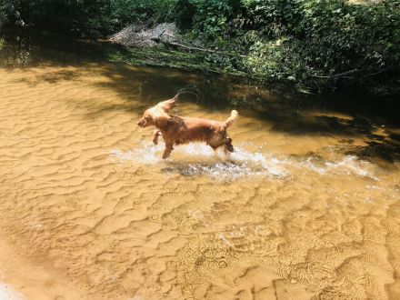 Cocker Emil sucht ein liebevolles Zuhause