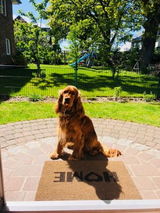 Cocker Emil sucht ein liebevolles Zuhause