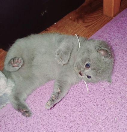 Britisch kurzhaar kitten