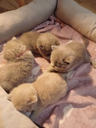 Britisch kurzhaar kitten