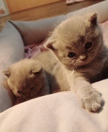 Britisch kurzhaar kitten