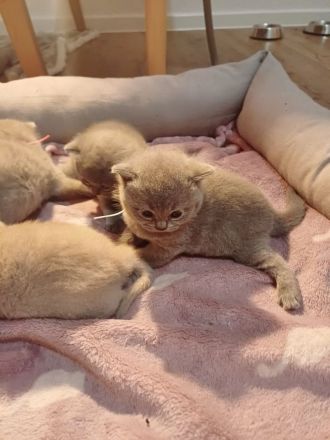 Britisch kurzhaar kitten