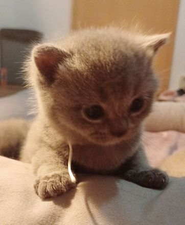 Britisch kurzhaar kitten