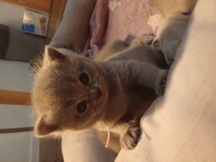 Britisch kurzhaar kitten