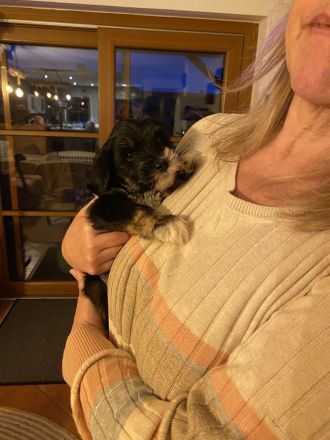 Tibetdoodle Welpen wir dürfe bald ausziehen