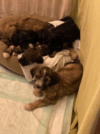 Tibetdoodle Welpen wir dürfe bald ausziehen