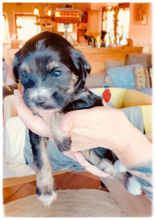 Tibetdoodle Welpen wir dürfe bald ausziehen