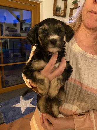 Tibetdoodle Welpen wir dürfe bald ausziehen