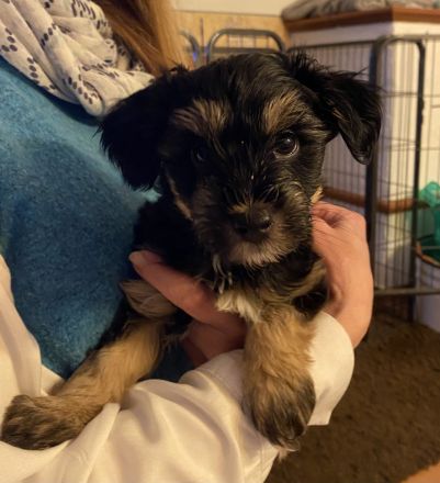 Tibetdoodle Welpen wir dürfe bald ausziehen