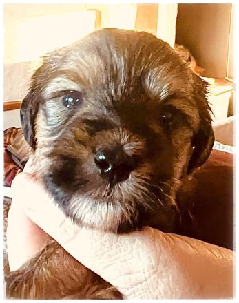 Tibetdoodle Welpen wir dürfe bald ausziehen