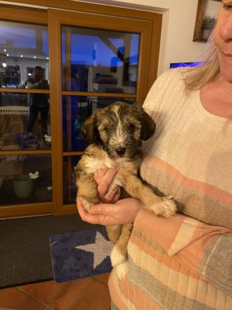 Tibetdoodle Welpen wir dürfe bald ausziehen