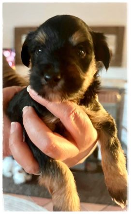 Tibetdoodle Welpen wir dürfe bald ausziehen