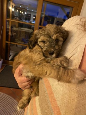 Tibetdoodle Welpen wir dürfe bald ausziehen
