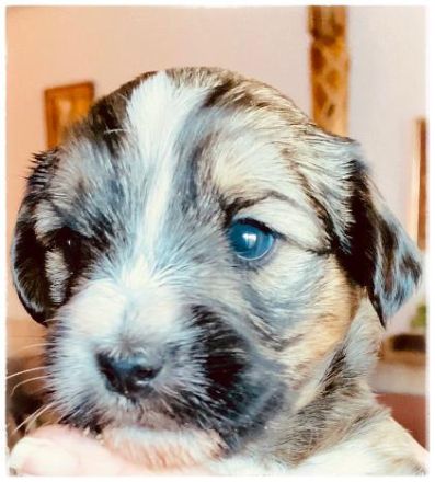 Tibetdoodle Welpen wir dürfe bald ausziehen