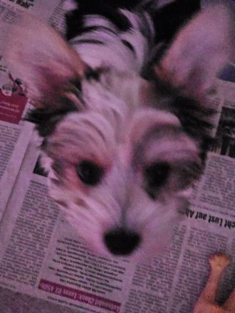 Biewer Yorkshire Terrier Welpen Reinrassig mit Ahnentafel