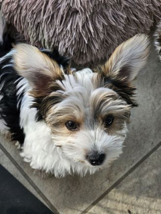 Biewer Yorkshire Terrier Welpen Reinrassig mit Ahnentafel