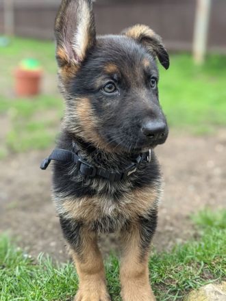 Hochwertige GSD-Welpen zu verkaufen