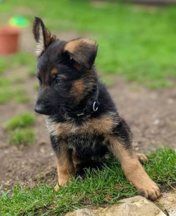 Hochwertige GSD-Welpen zu verkaufen