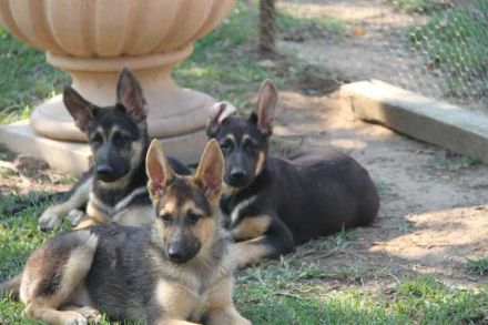 Hochwertige GSD-Welpen zu verkaufen