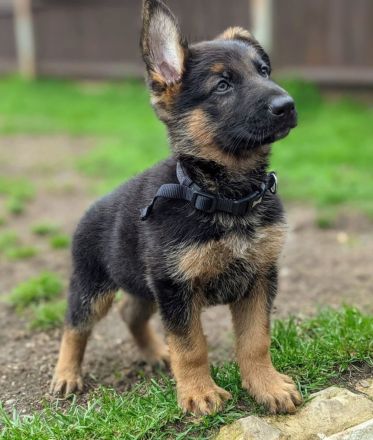 Hochwertige GSD-Welpen zu verkaufen