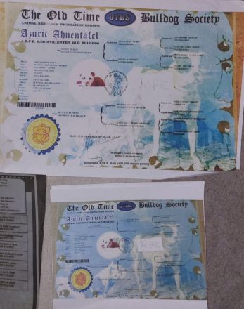 Old english bulldog welpen