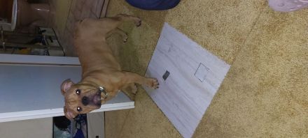 Old english bulldog welpen