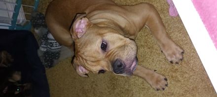 Old english bulldog welpen