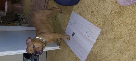 Old english bulldog welpen