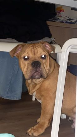 Old english bulldog welpen