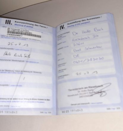 Old english bulldog welpen