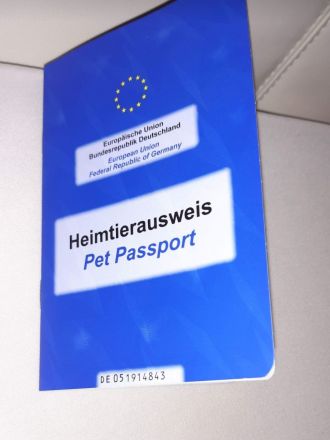 Old english bulldog welpen