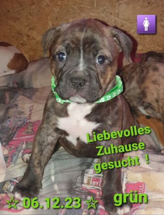 Bulldoggen - Mix - Welpen