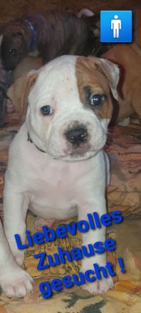 Bulldoggen - Mix - Welpen