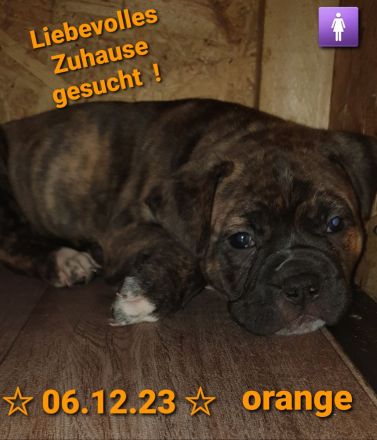 Bulldoggen - Mix - Welpen