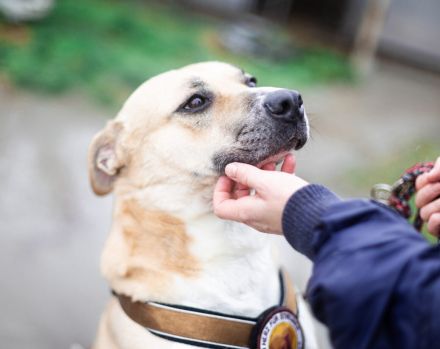 Traurige Anna sucht ein Zuhause in der Schweiz / Österreich