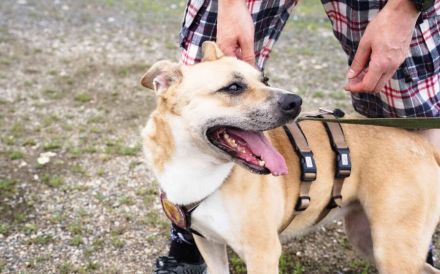 Traurige Anna sucht ein Zuhause in der Schweiz / Österreich