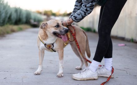 Traurige Anna sucht ein Zuhause in der Schweiz / Österreich